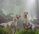 Velociraptor (movie canon)