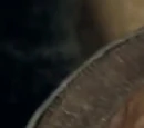 Pipe-weed