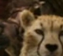 Cheetah