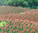 Gracidea Flower