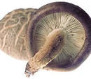 Irish Mushroom Soup