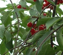 Sour cherry Recipes