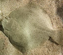 Turbot