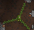 Ivy Whip