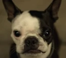 Marv