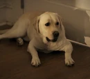 Canines