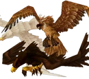 Bird of prey
