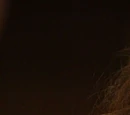 Cordelia Chase