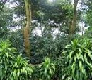 Organic Coffee