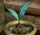 Nirnroot (Oblivion)