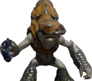 Unggoy