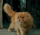 Crookshanks