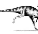 Orodromeus