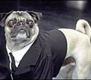 Frank the Pug