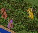Animals