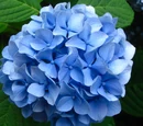 Hydrangea