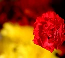 Carnation