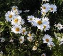 Daisy