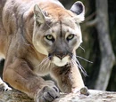 Cougar