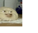 Dough