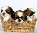 Shih Tzu