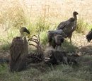 Vulture (4e Monster)