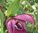 Cypripedium tibeticum