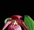 Cypripedium macranthos