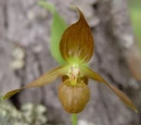 Cypripedium shanxiense