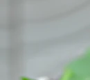 Recipes Wiki