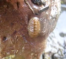 Lepidochitona cinereus