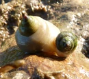 Dog Whelk