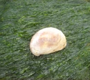 Slipper Limpet