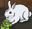 Rabbert Klein