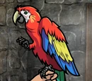 Pirate Parrot