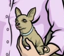 Rona's Chihuahua