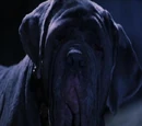 Rubeus Hagrid's pets