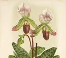 Paphiopedilum