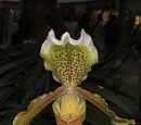 Paphiopedilum insigne