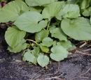 Hoja santa leaf