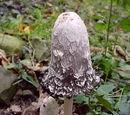 Shaggy mane mushroom