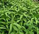 Laksa leaf