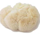 Pom pom mushroom