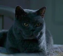 Tina