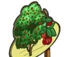 Cornelian Cherry Tree