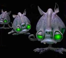 Rat