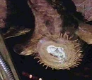 Mynock