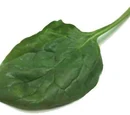Bhagi
