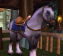 Riding White Stallion