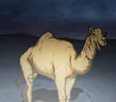 Camel